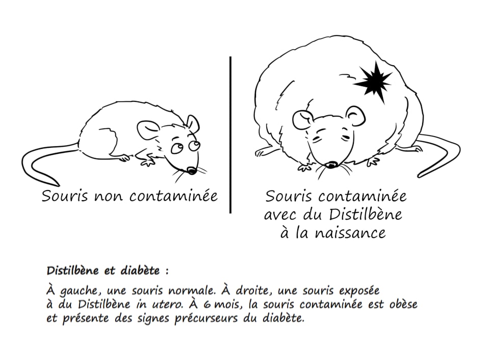 Distilbène (diethylstilbestrol) et diabète, obésité (diabésité) - Le grand désordre-hormonal - Illustration de Laurent Lalo