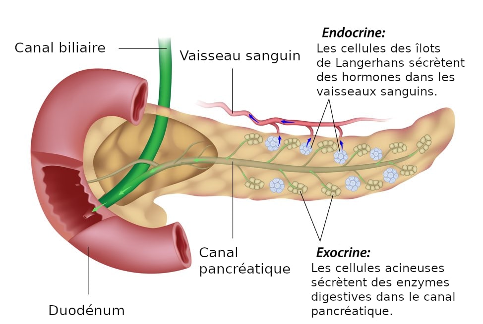 Normal pancreas - Effects of in utero diethylstilbestrol exposure on the pancreas