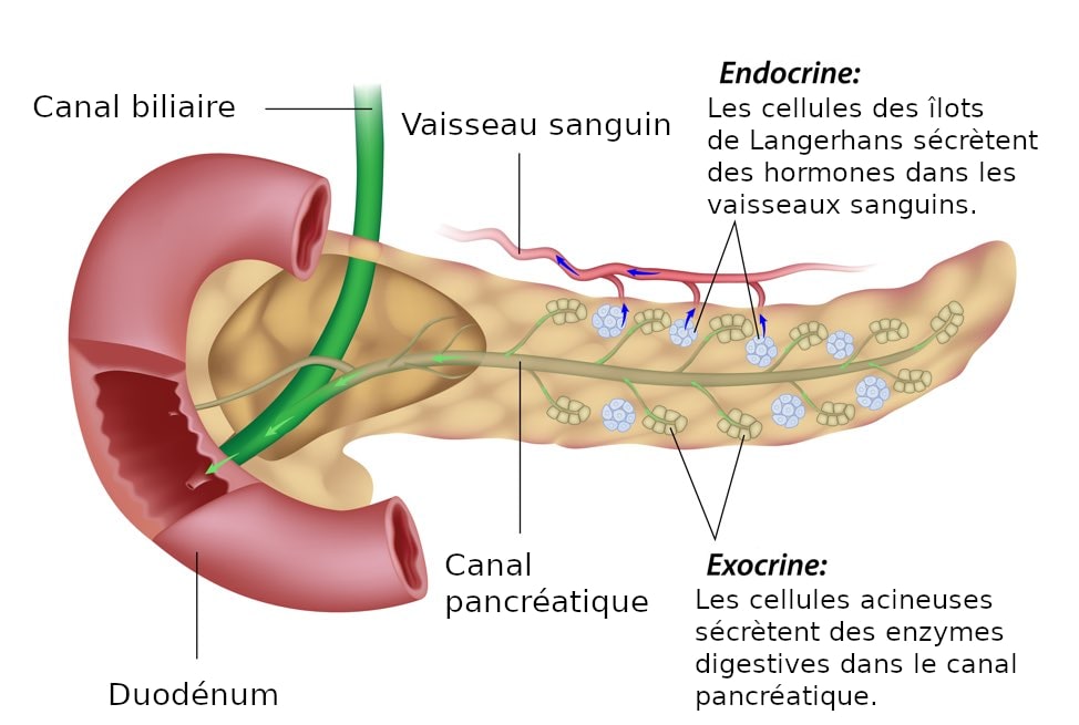 Normal pancreas - Effects of in utero diethylstilbestrol exposure on the pancreas