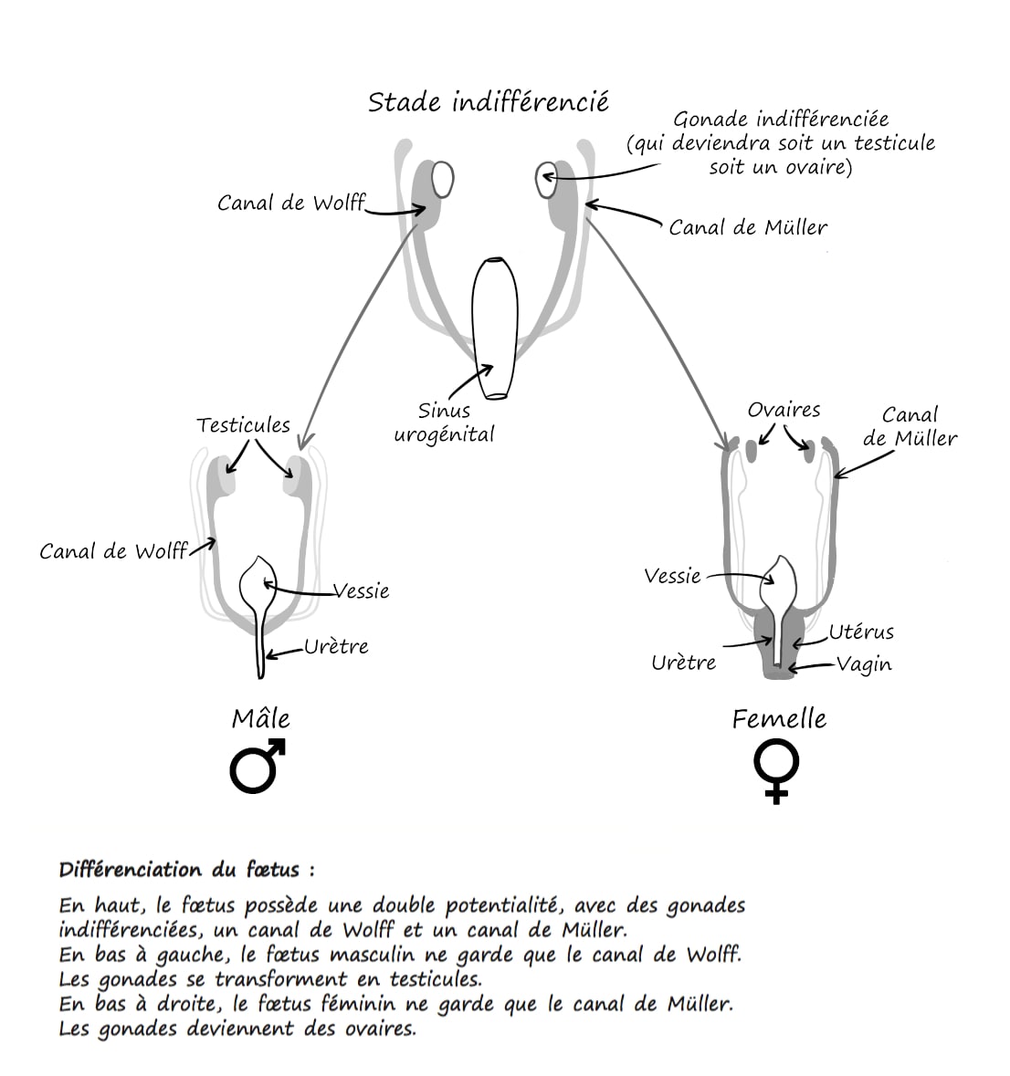 Différenciation du fœtus - Le grand désordre hormonal, Illustration de Laurent Lalo